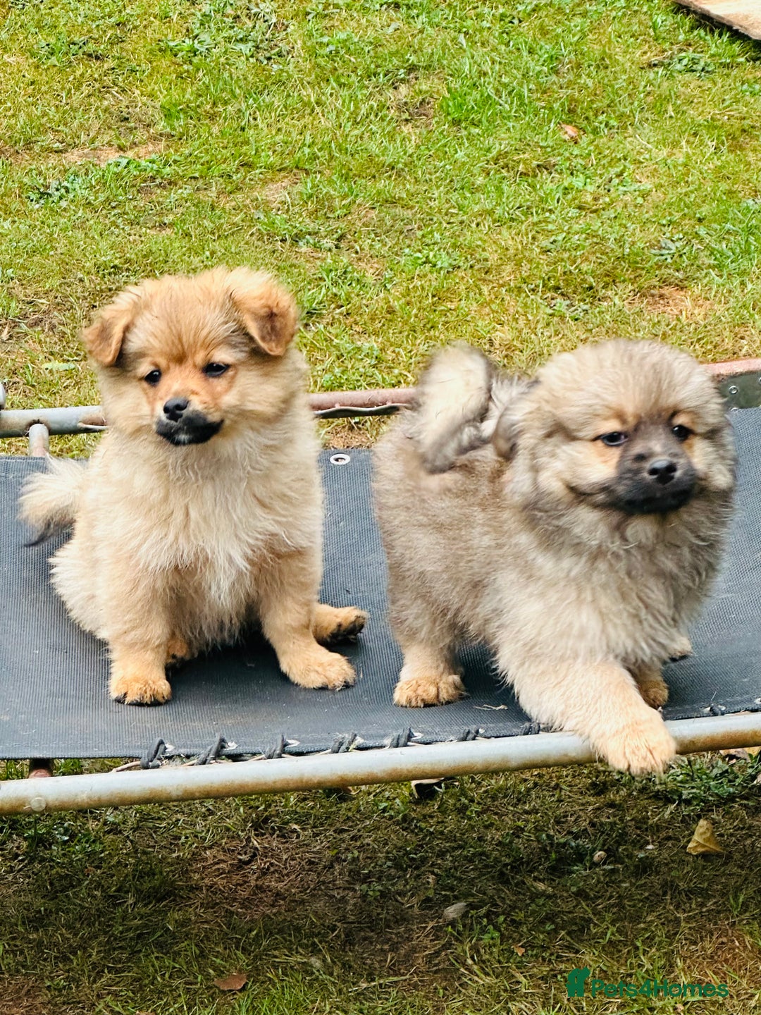 Pomeranian dogs for sale: Lovely Pomeranian puppies  in Sudbury - Image 2