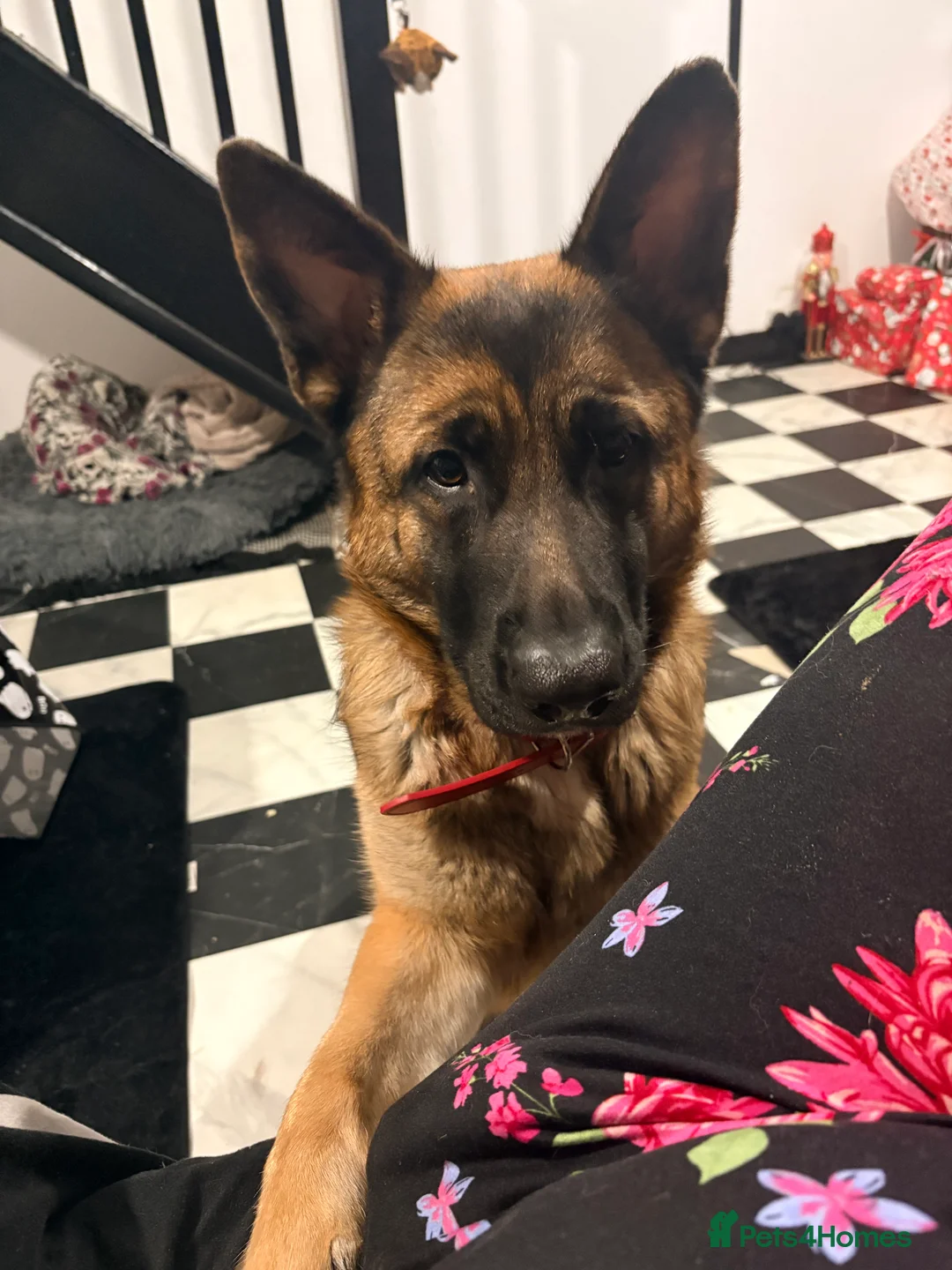 German Shepherd dogs for sale: German Shepherd  - Advert 2