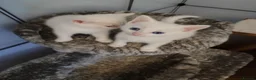 Mixed Breed cats for sale: British shorthair mixed kittens.  - Advert 9