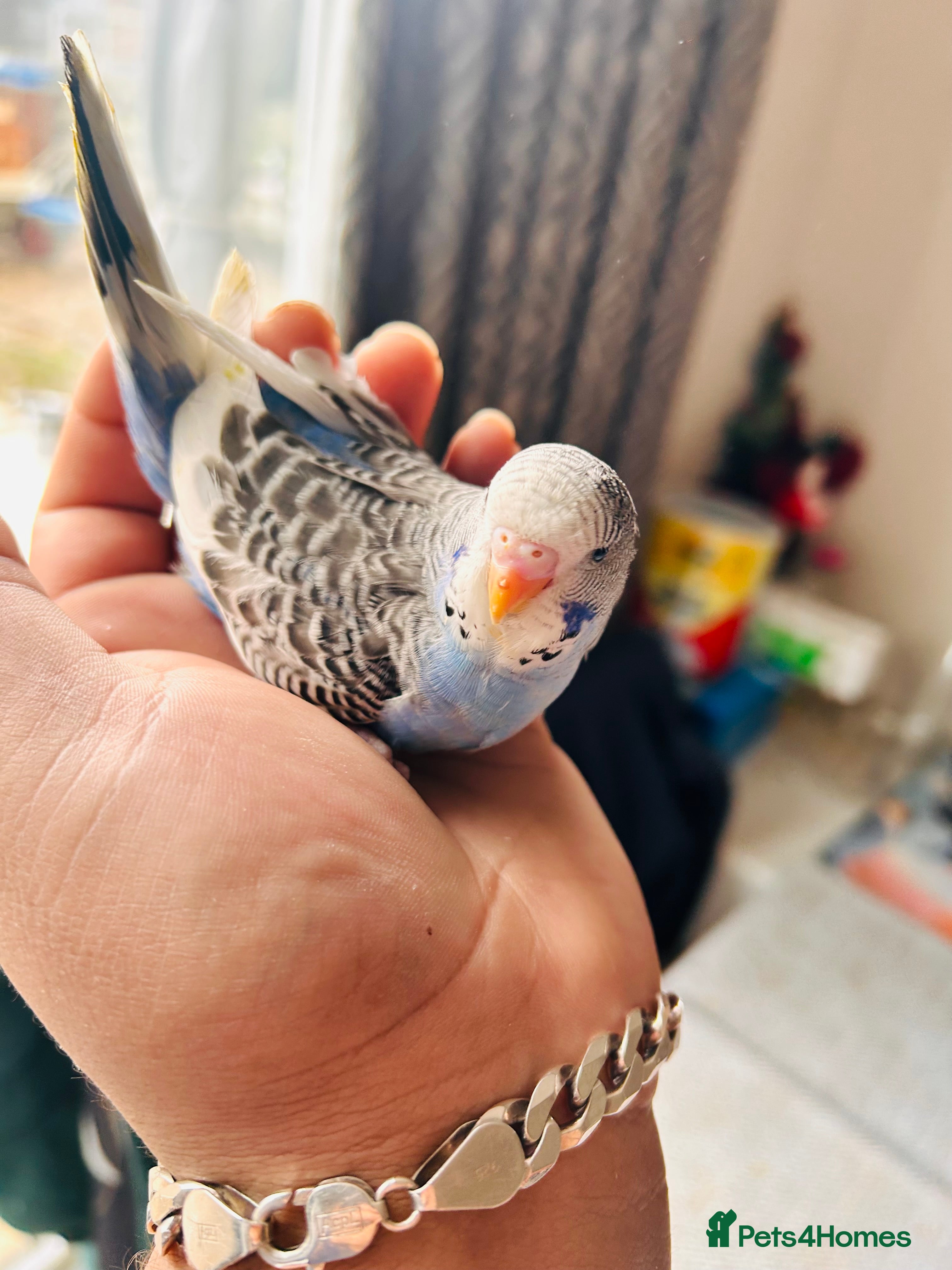 Budgerigars birds Adorable Handreared  baby budgies  - Advert 7