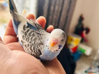 Budgerigars birds Adorable Handreared baby budgies - Advert 7