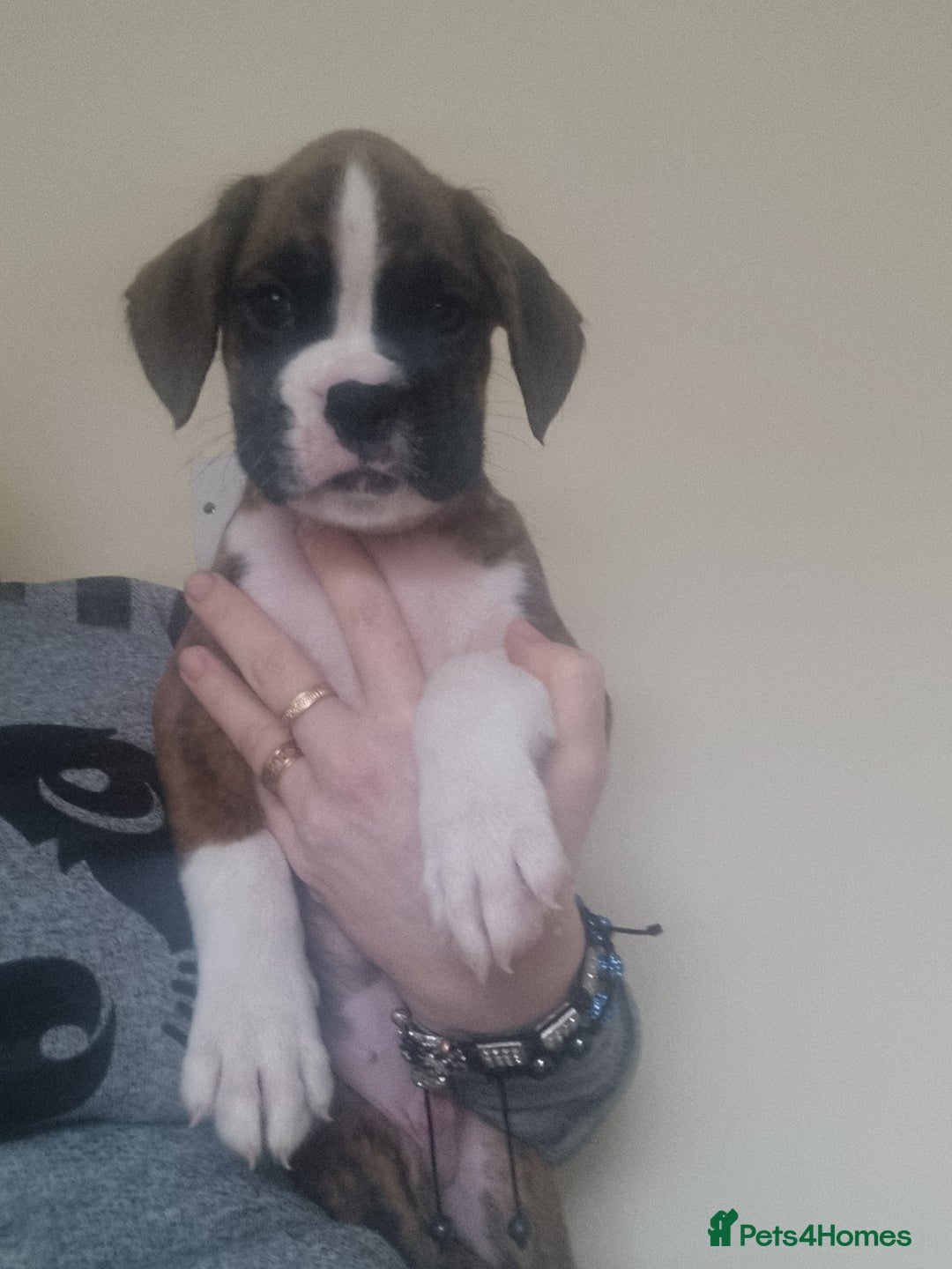 Boxer dogs for sale:   Outstanding  KC Boxer puppies - Advert 20