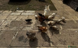 Chickens poultry for sale: Whole Laying Hen Flock for Sale, chicks, hens. - Image 4