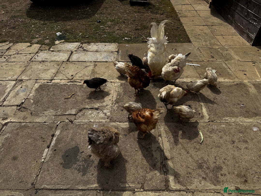 Chickens poultry for sale: Whole Laying Hen Flock for Sale, chicks, hens. - Image 4