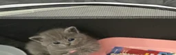 British Shorthair cats for sale:     Blue British Shorthair Kittens Available Now - Advert 18