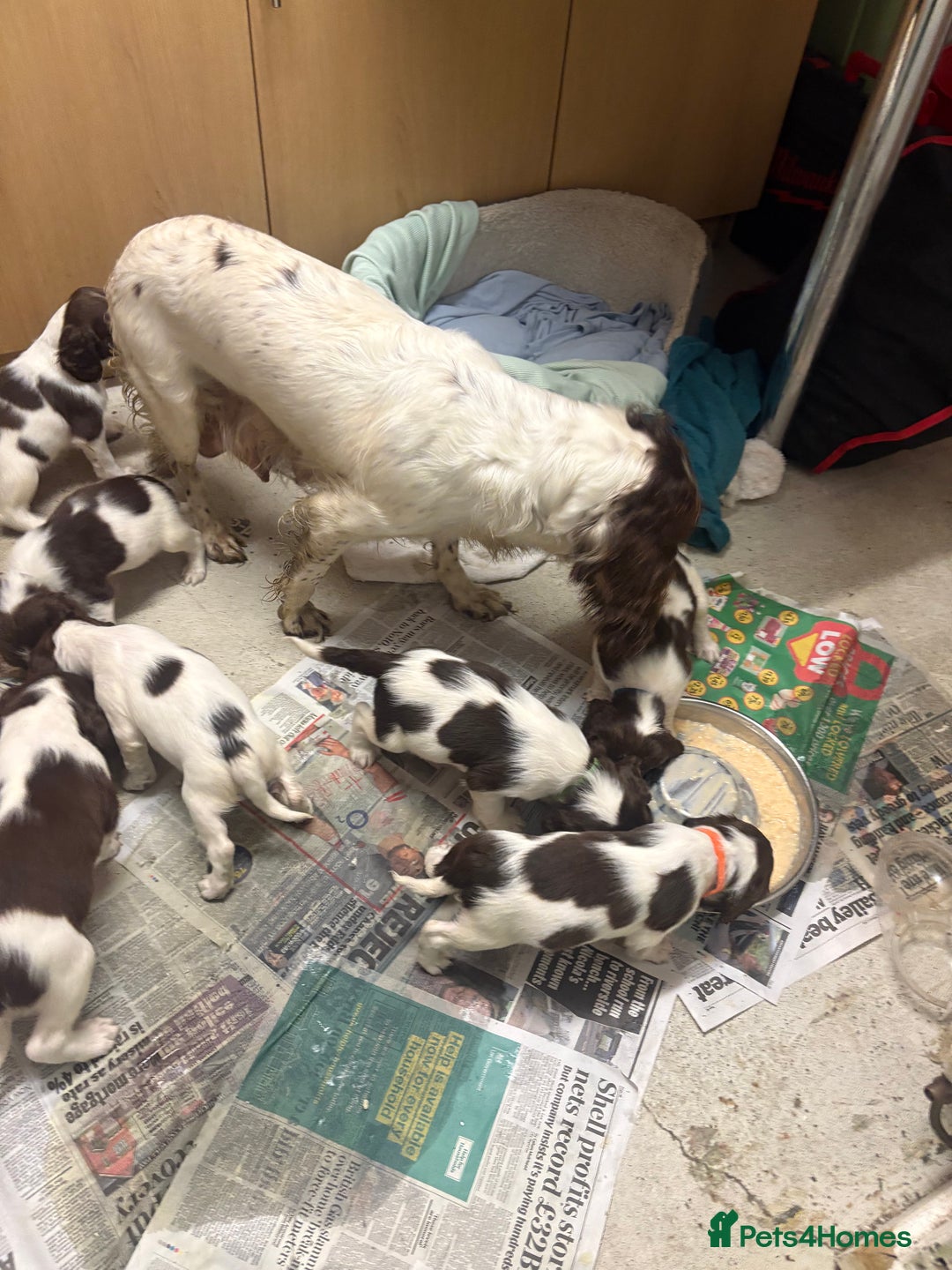 English Springer Spaniel dogs for sale: Springer spaniel puppies  - Advert 20