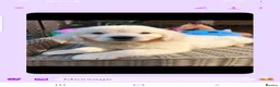 Golden Retriever dogs for sale: Beautiful golden retriever puppies  - Advert 17