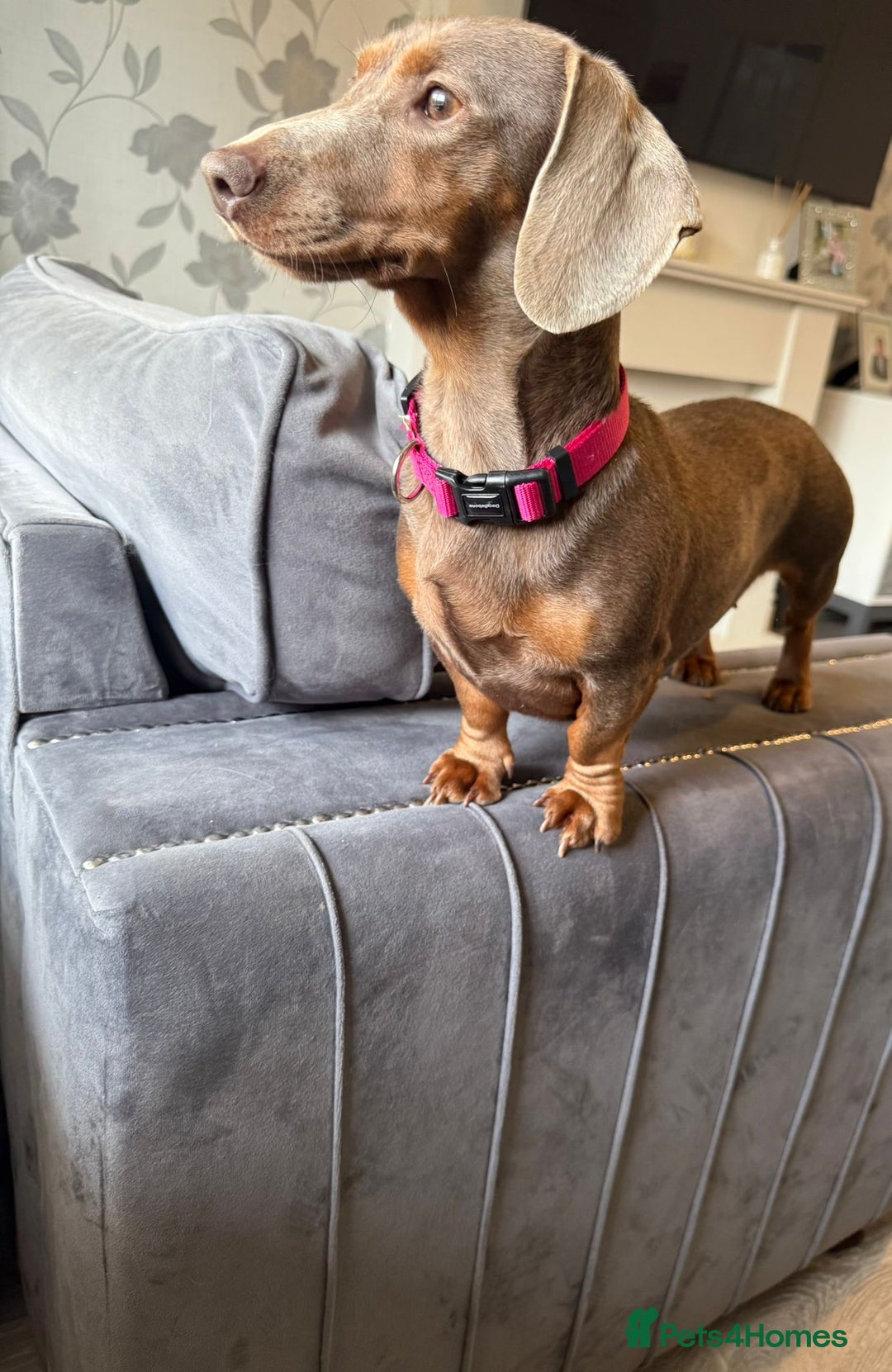 Miniature Dachshund dogs for sale: 8 Week Old Miniature Dachshund Puppies - Image 20