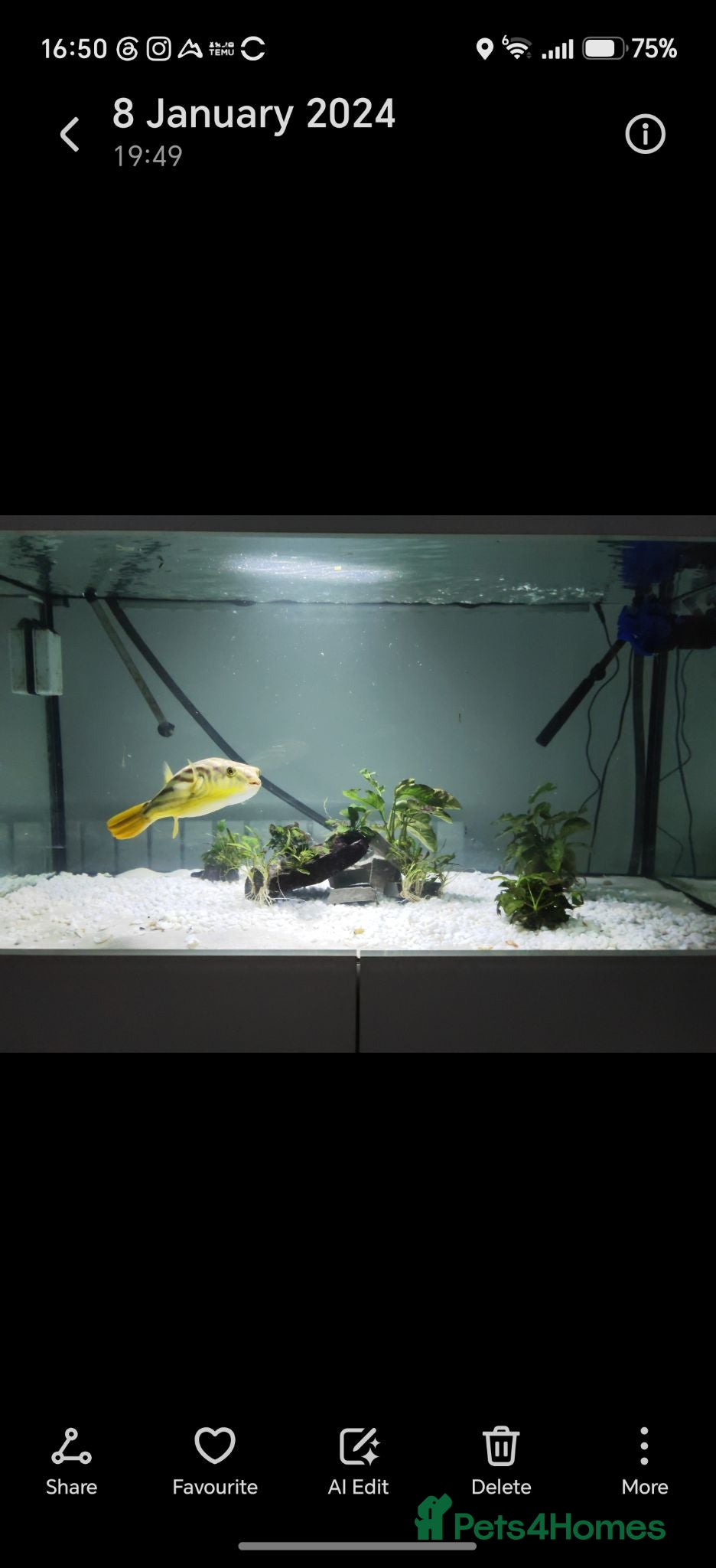 Pufferfish fish Fahacka puffer  - Advert 14