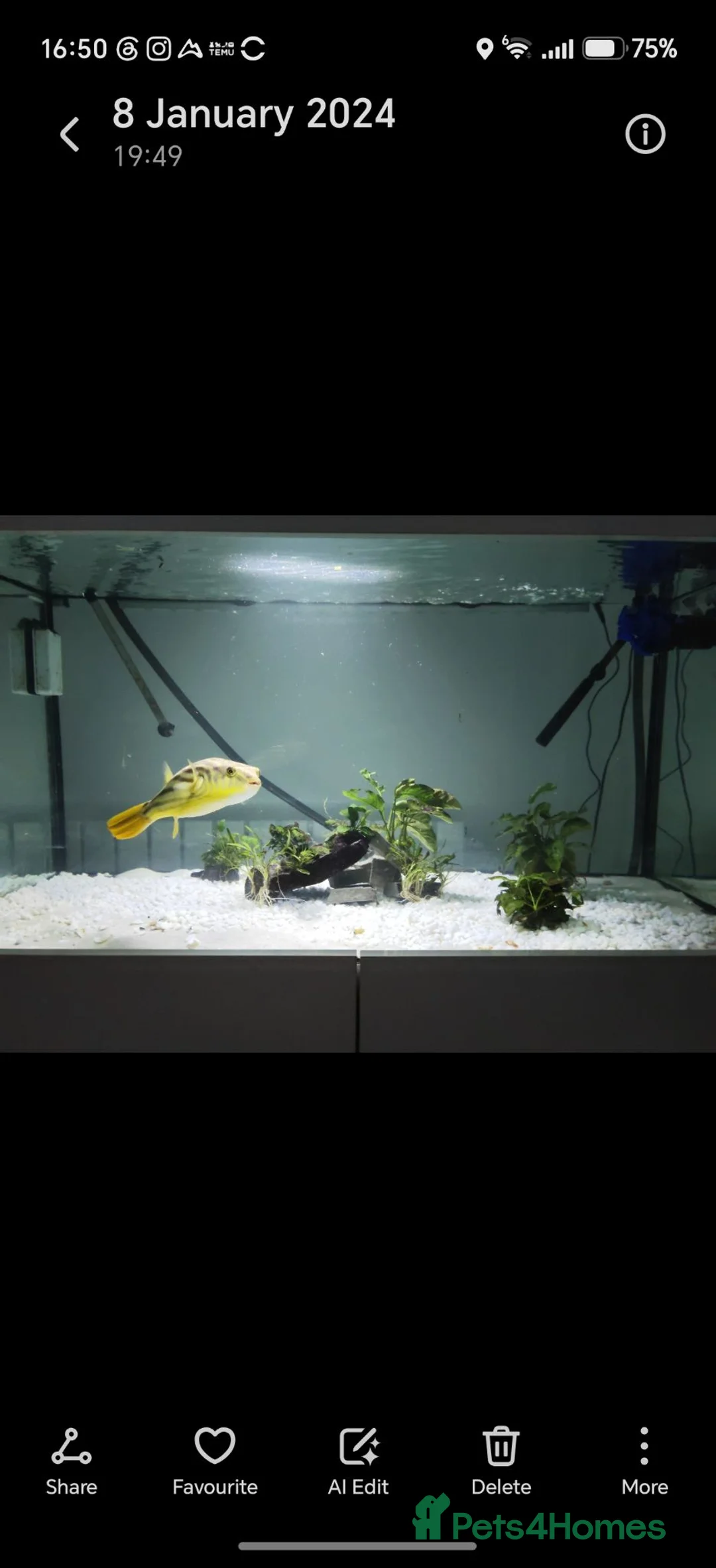 Pufferfish fish for sale: Fahacka puffer  in Houghton le Spring - Advert 1