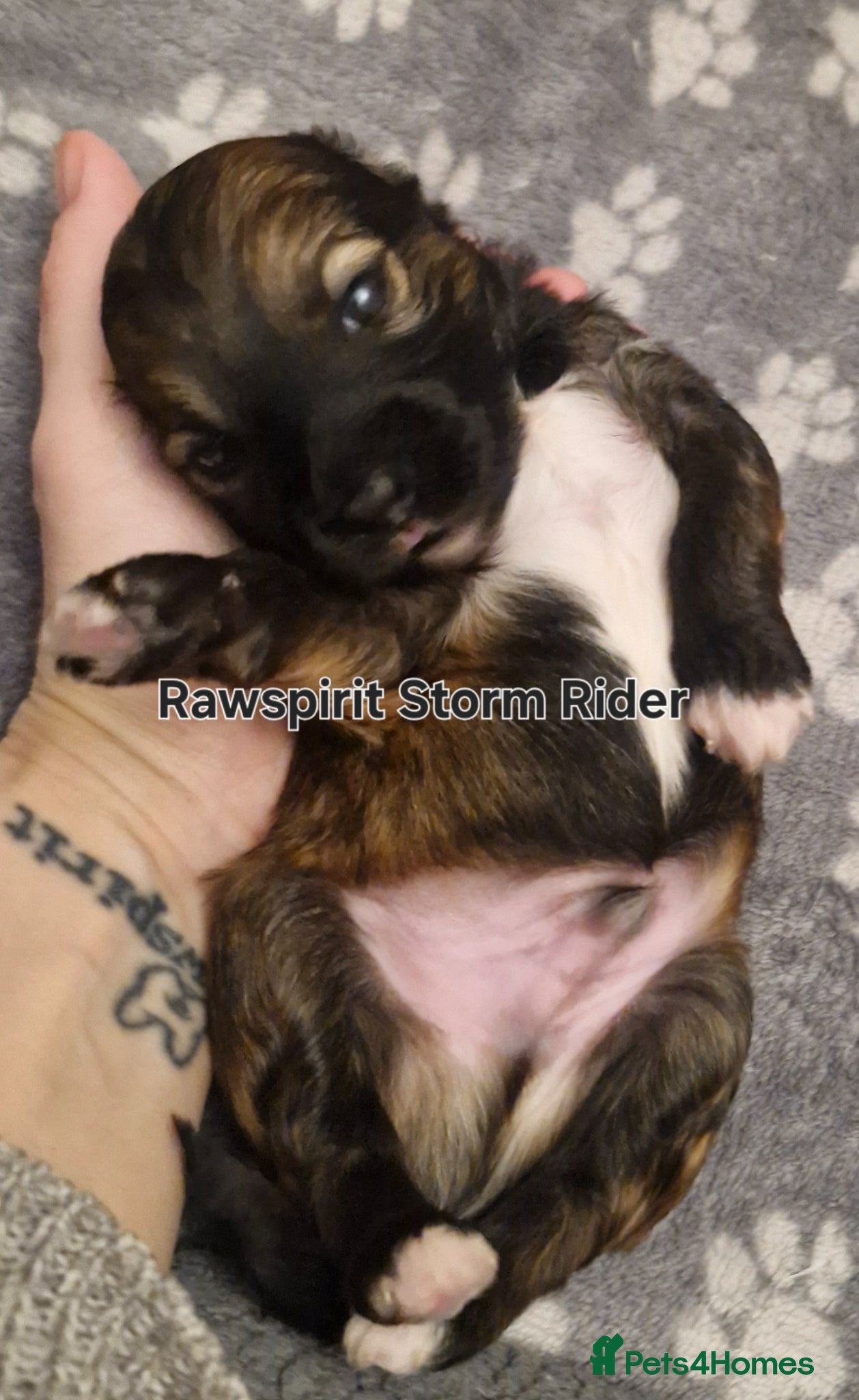 Chinese Crested dogs Powder puff girls and boy available  - Advert 4