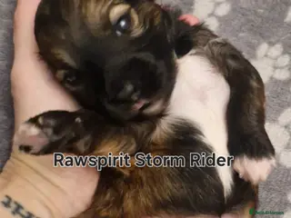 Chinese Crested dogs Powder puff girls and boy available - Advert 4