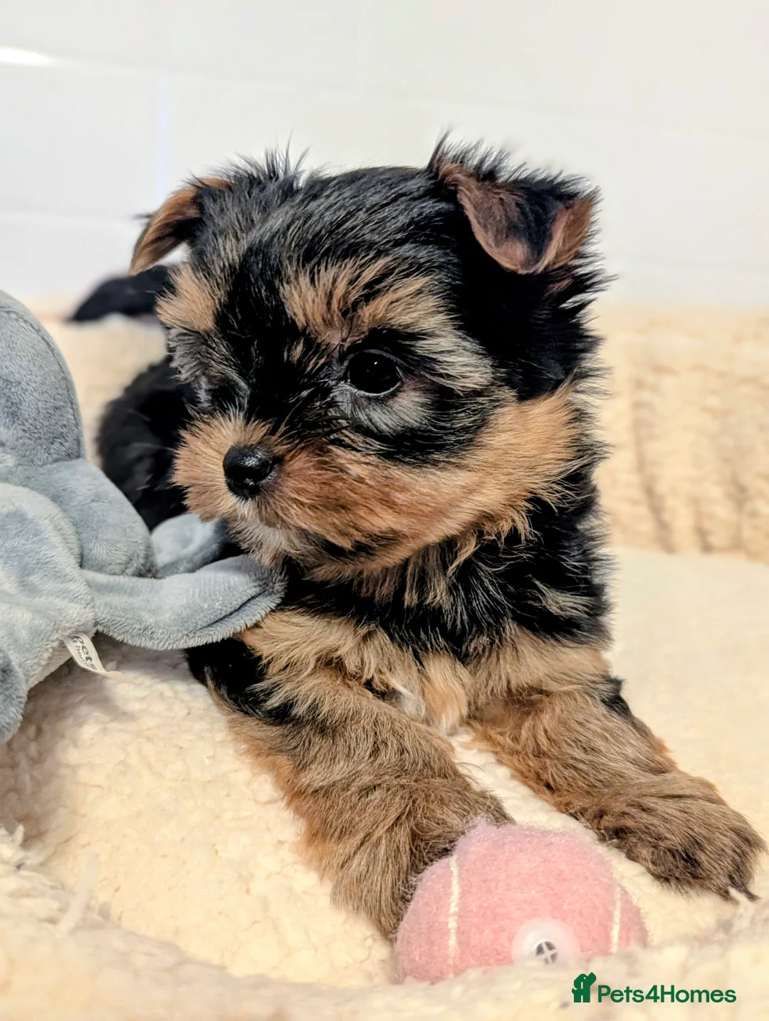 Yorkshire Terrier dogs for sale: Little bundles of joy available  - Advert 6