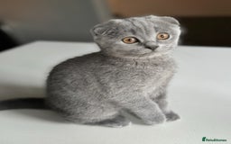 British Shorthair cats for sale: ❤️best price! Ready now! Quality kittens - Image 2