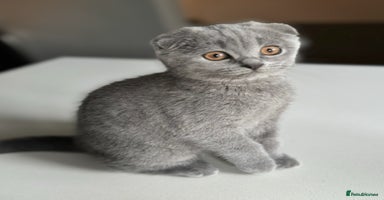 British Shorthair cats - Advert 5
