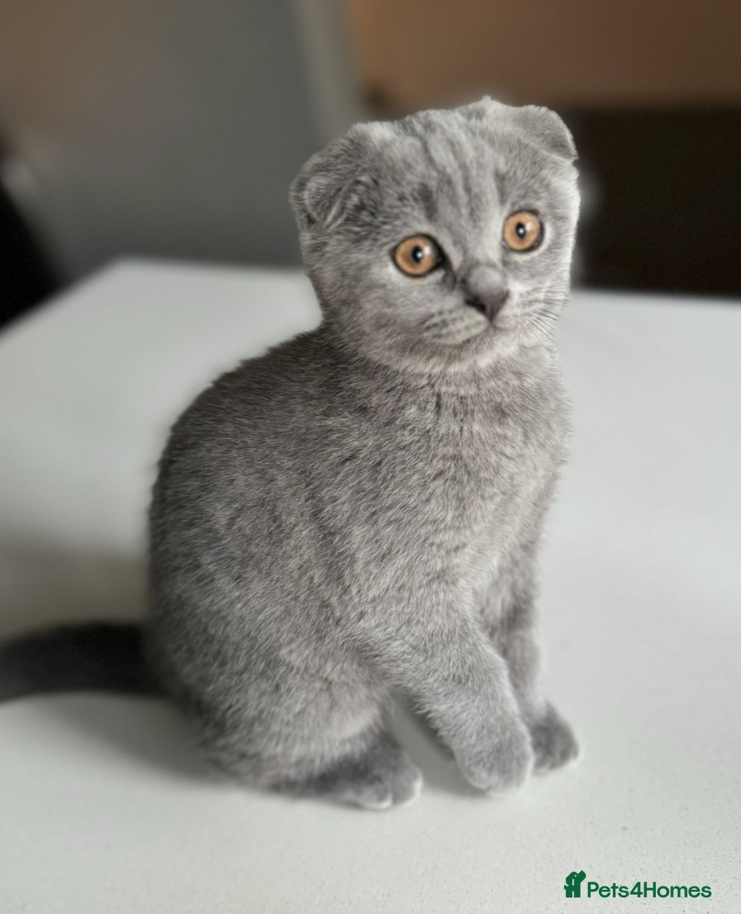 British Shorthair cats for sale: ❤️best price! Ready now! Quality kittens - Image 2