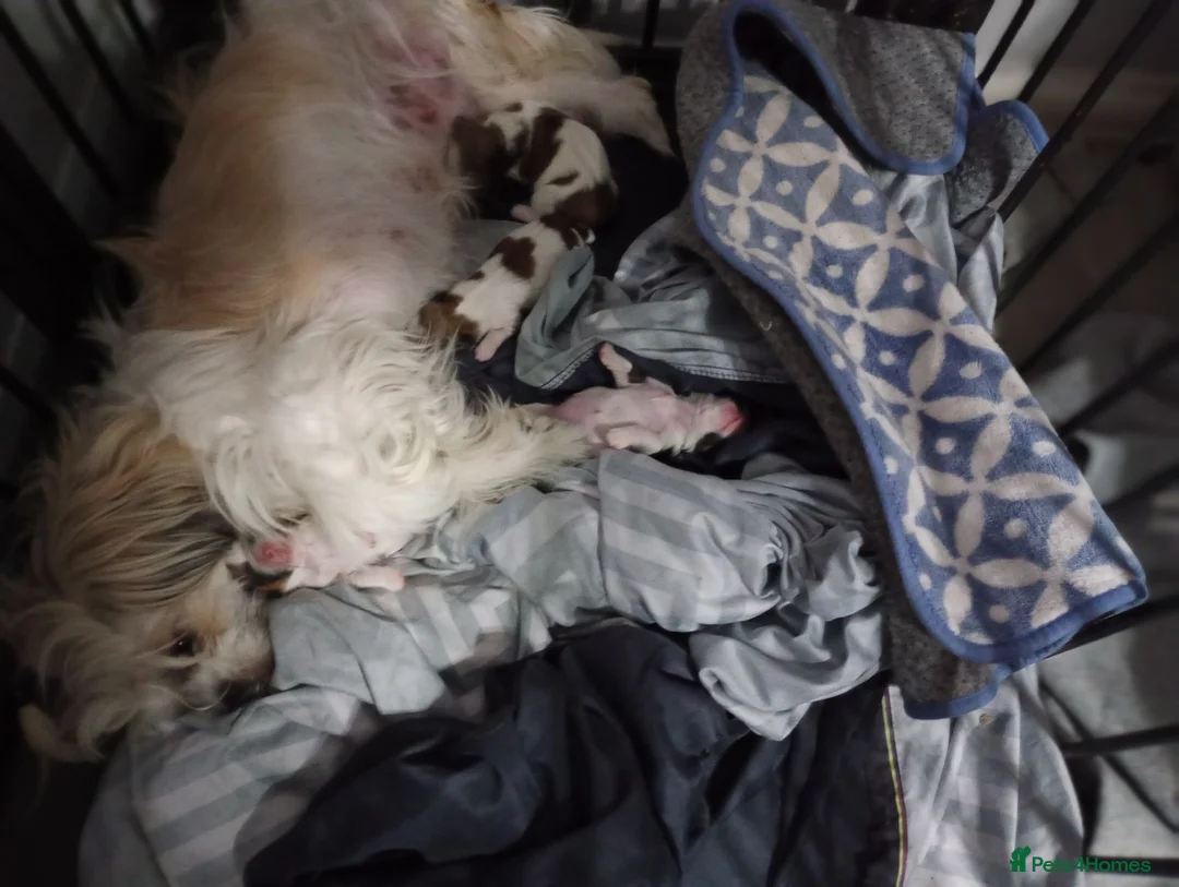 Shih Tzu dogs for sale: Stunning mixer litter - Advert 4