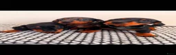 Miniature Dachshund dogs for sale: Miniature Dachshunds - Advert 3