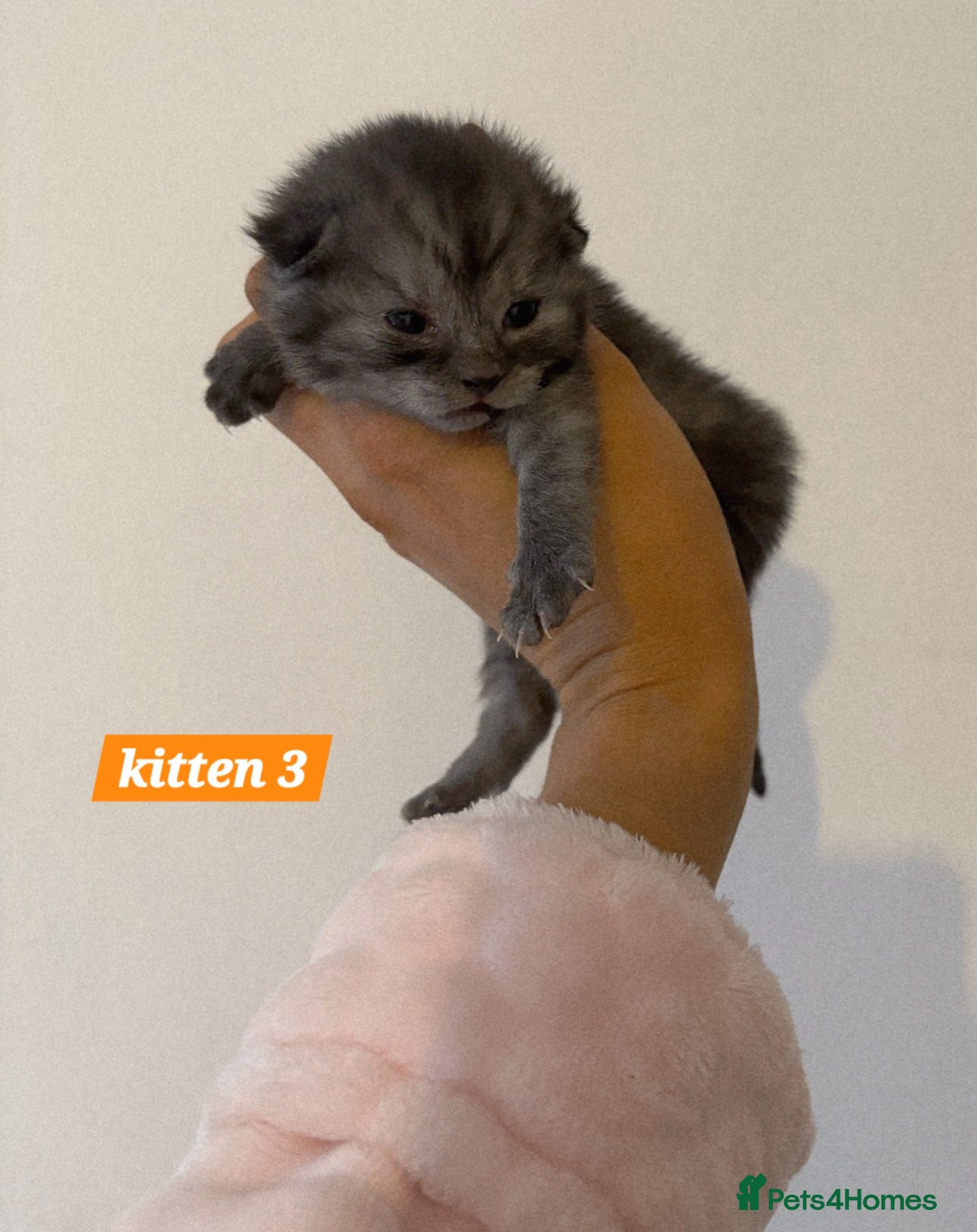 Scottish Fold cats Stunning Smoky Grey Kittens - Advert 2