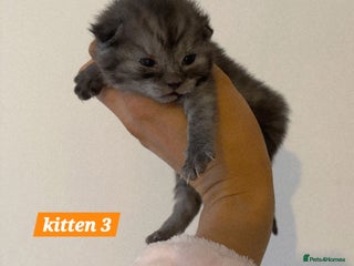 Scottish Fold cats Stunning Smoky Grey Kittens - Advert 3