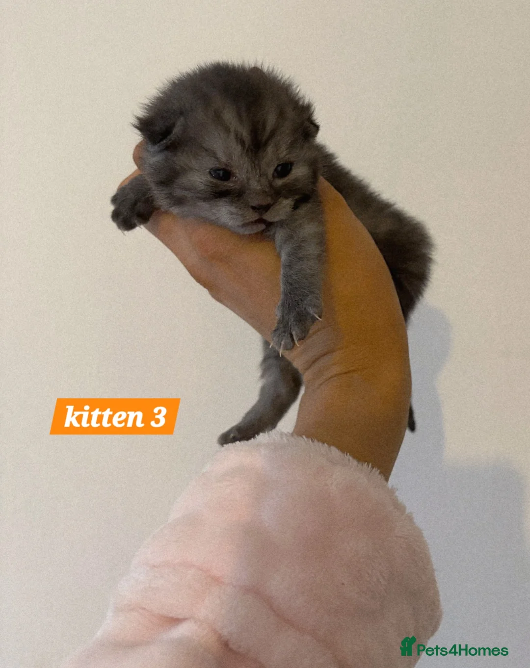 Scottish Fold cats for sale: Stunning Smoky Grey Scottish straight kittens - Advert 3