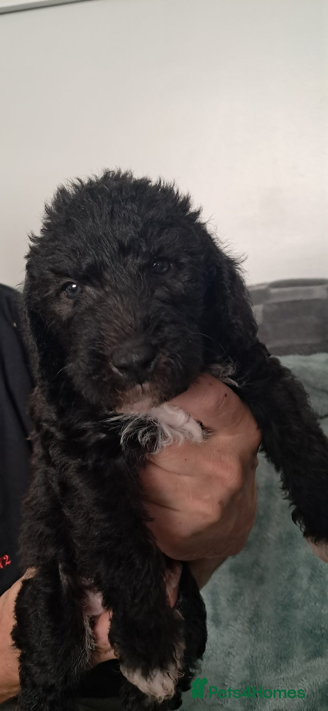 Mixed Breed dogs for sale: 3 boys  - Image 7