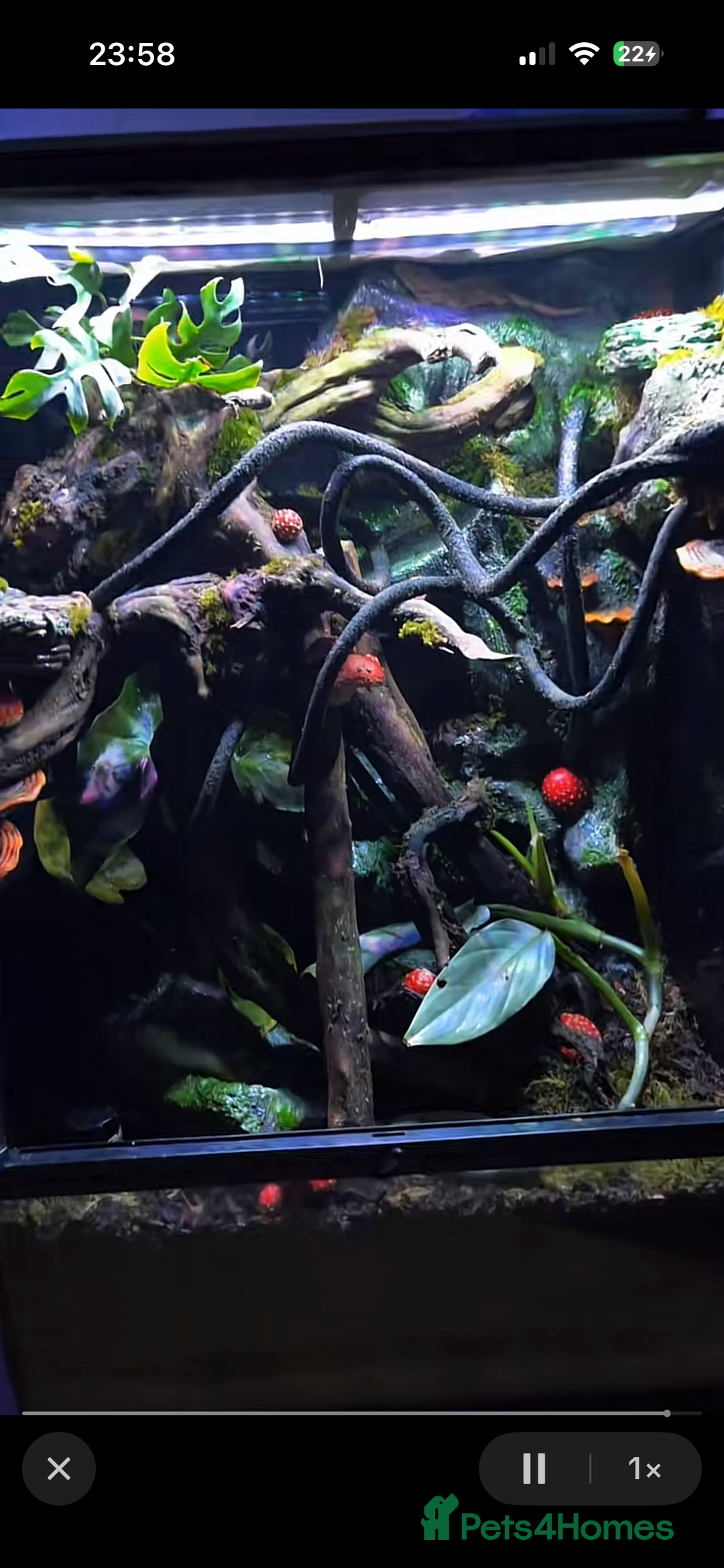 Gecko reptiles for sale: Exo terra 60x45x90 + trio of crested geckos  - Advert 14