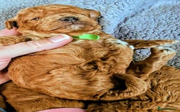 Cockapoo dogs for sale: GENUINE F1B COCKAPOO PUPPIES  - Image 9