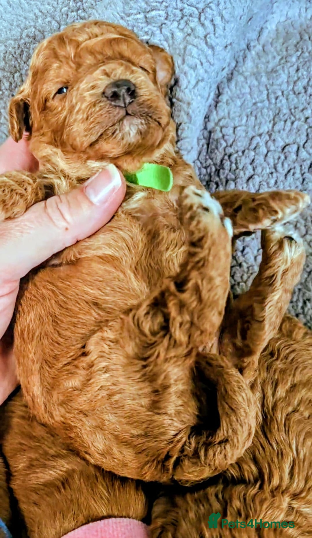 Cockapoo dogs for sale: GENUINE F1B COCKAPOO PUPPIES  - Image 9