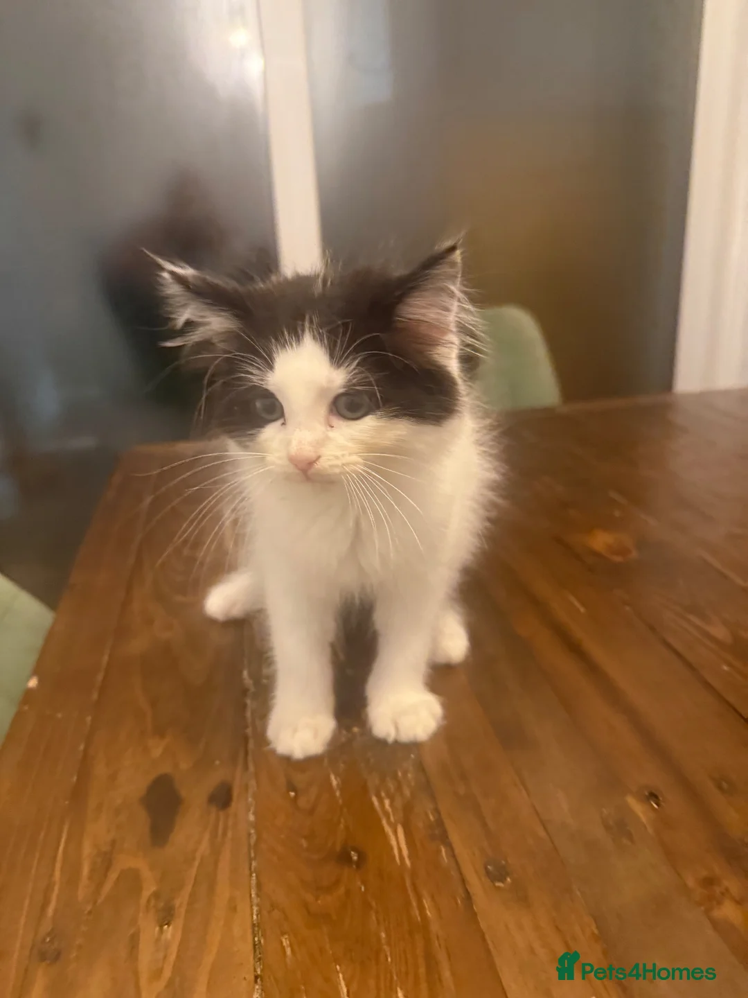 Ragdoll cats for sale: Ragdoll mix shorthair  - Advert 1