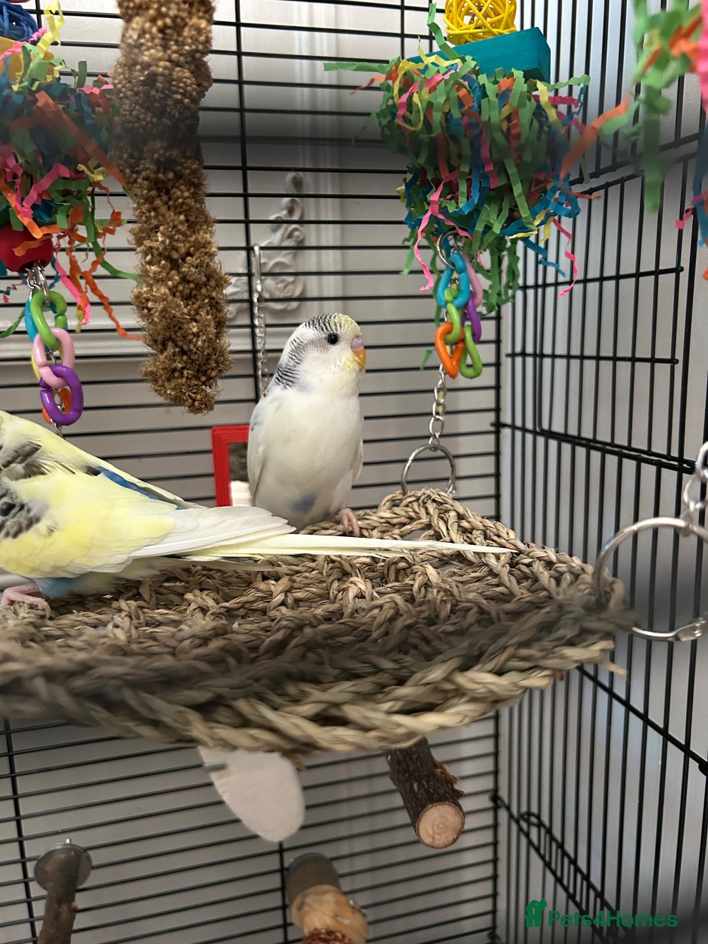 Budgerigars birds Pied budgie - Advert 3