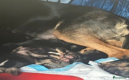 Huntaway dogs for sale: New Zealand Huntaway Puppies  - Image 4