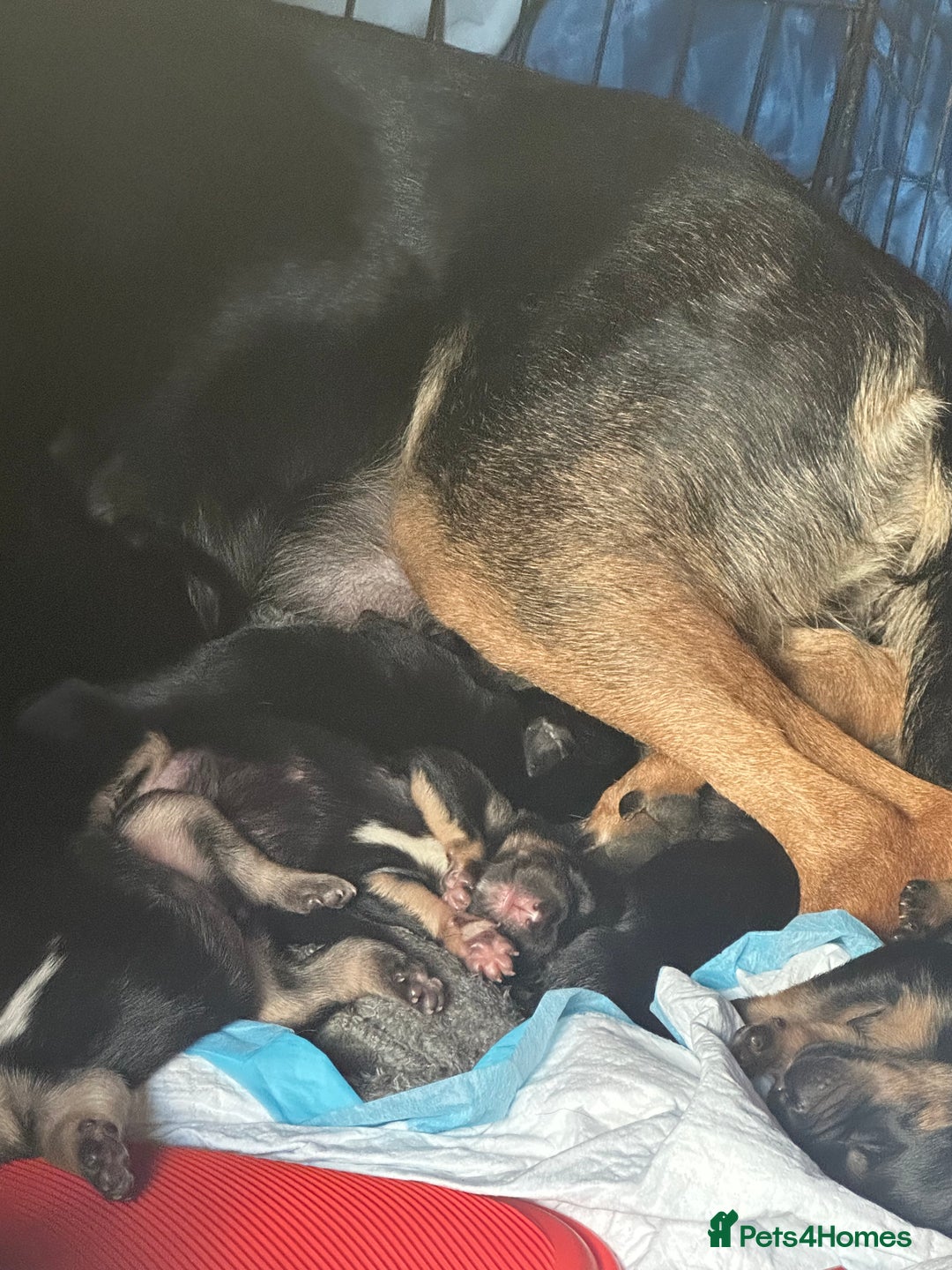 Huntaway dogs for sale: New Zealand Huntaway Puppies  - Image 4