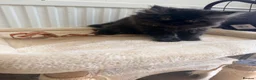 Mixed Breed cats for sale: Mixed breed - Advert 9