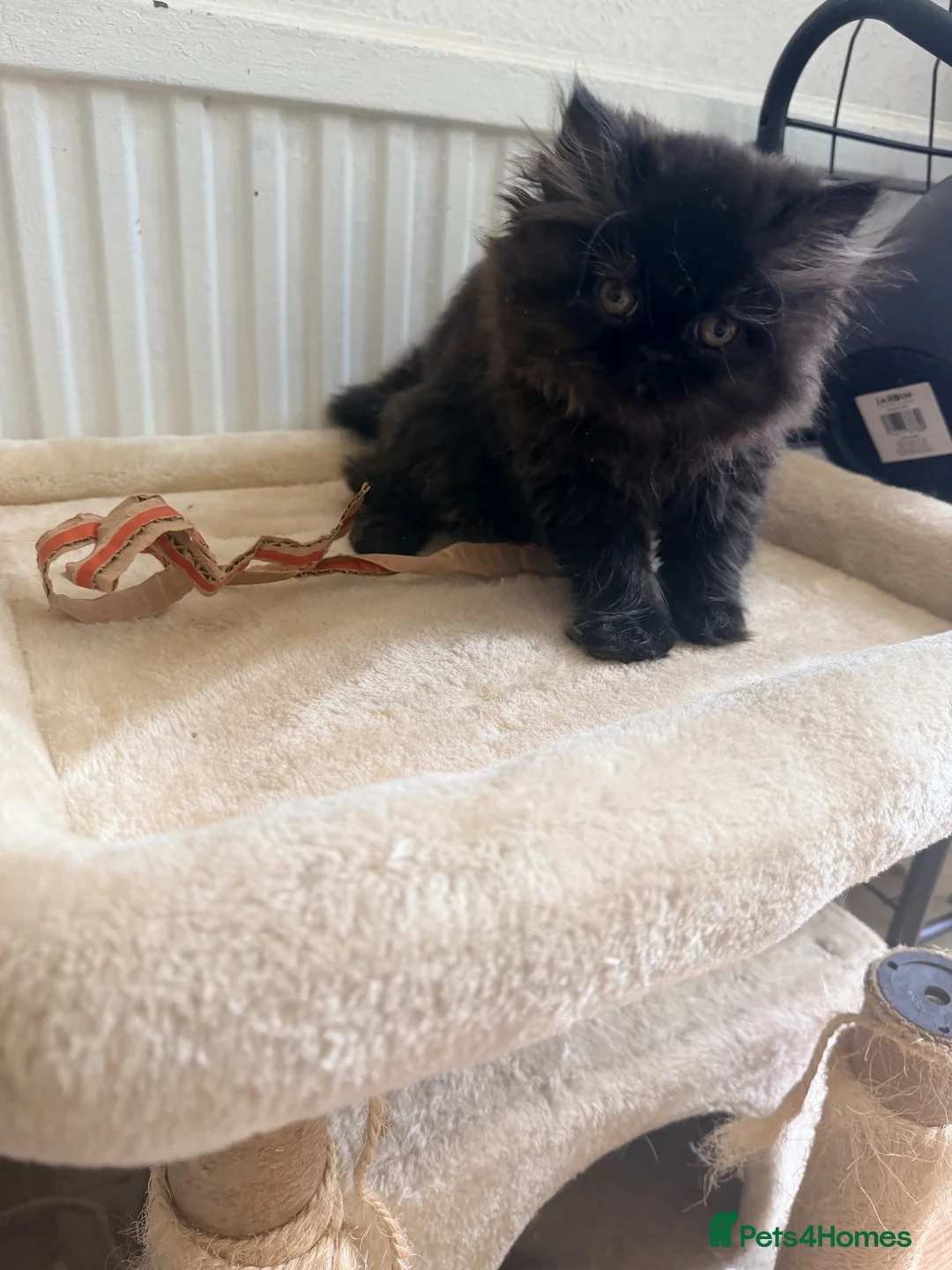 Mixed Breed cats for sale: Mixed breed - Advert 9