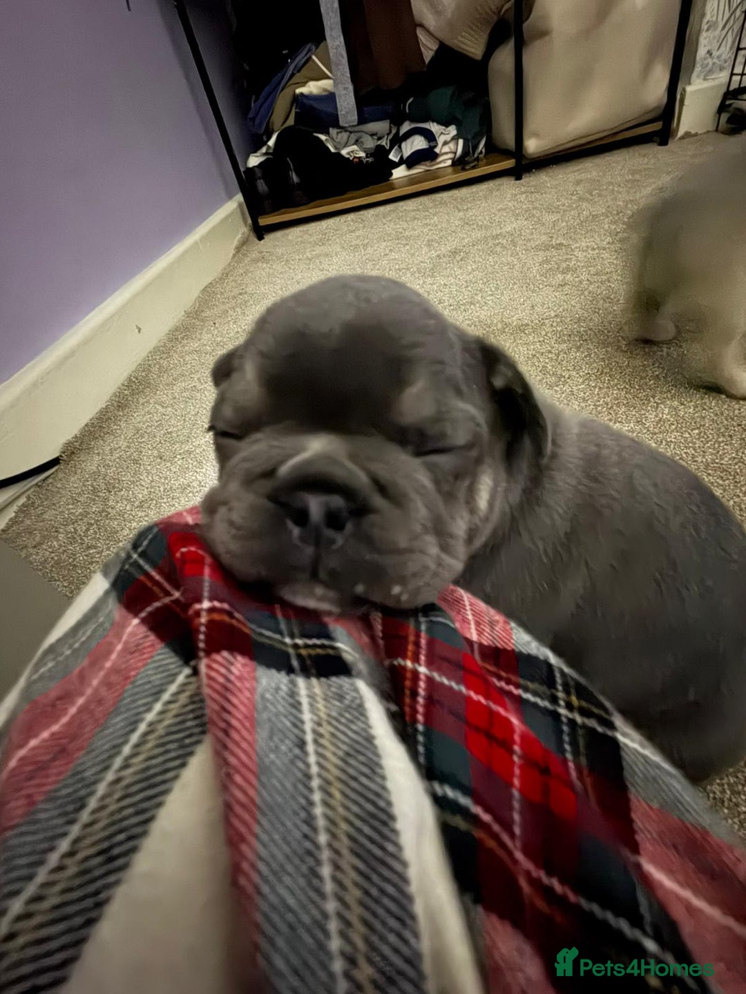 French Bulldog dogs for sale: Beautiful litter of 5 puppies - Advert 5