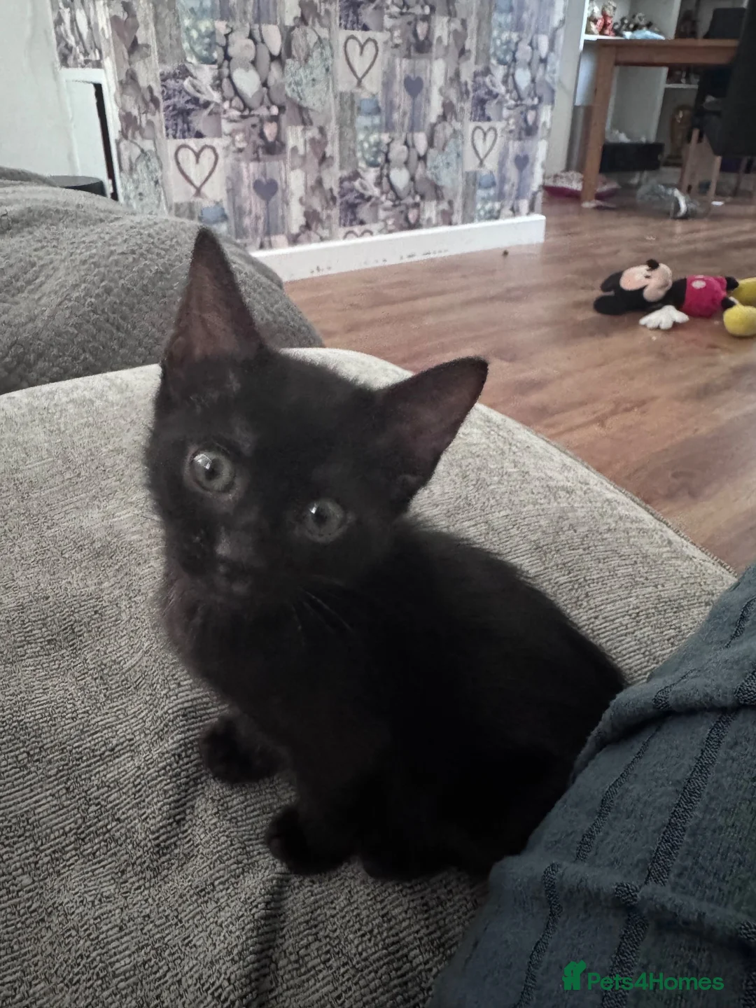 Bengal cats for sale: Bengal kittens  in Swindon - Advert 10