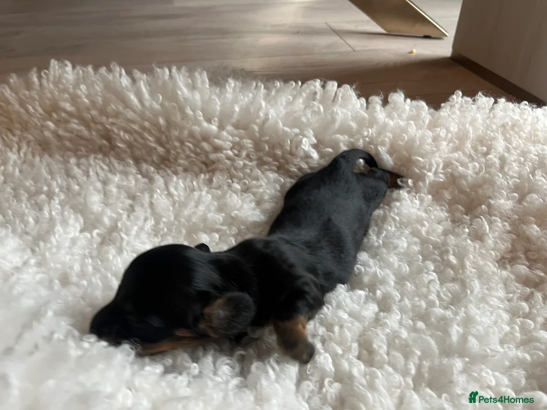 Miniature Dachshund dogs for sale: Miniature dachshunds for sale  - Advert 22