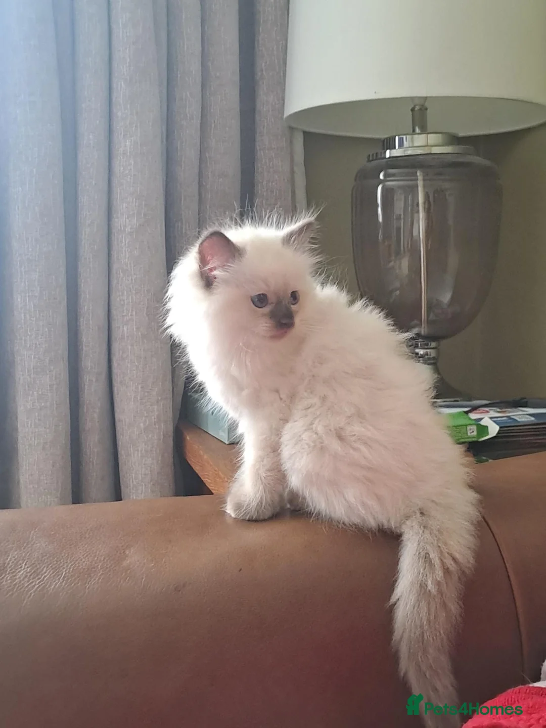 Ragdoll cats for sale: Ragdoll kitten in Swansea - Advert 2
