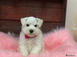 Miniature Schnauzer dogs 5* LICENSED KC MINI (TOY) SCHNAUZER LITTER - Advert 18