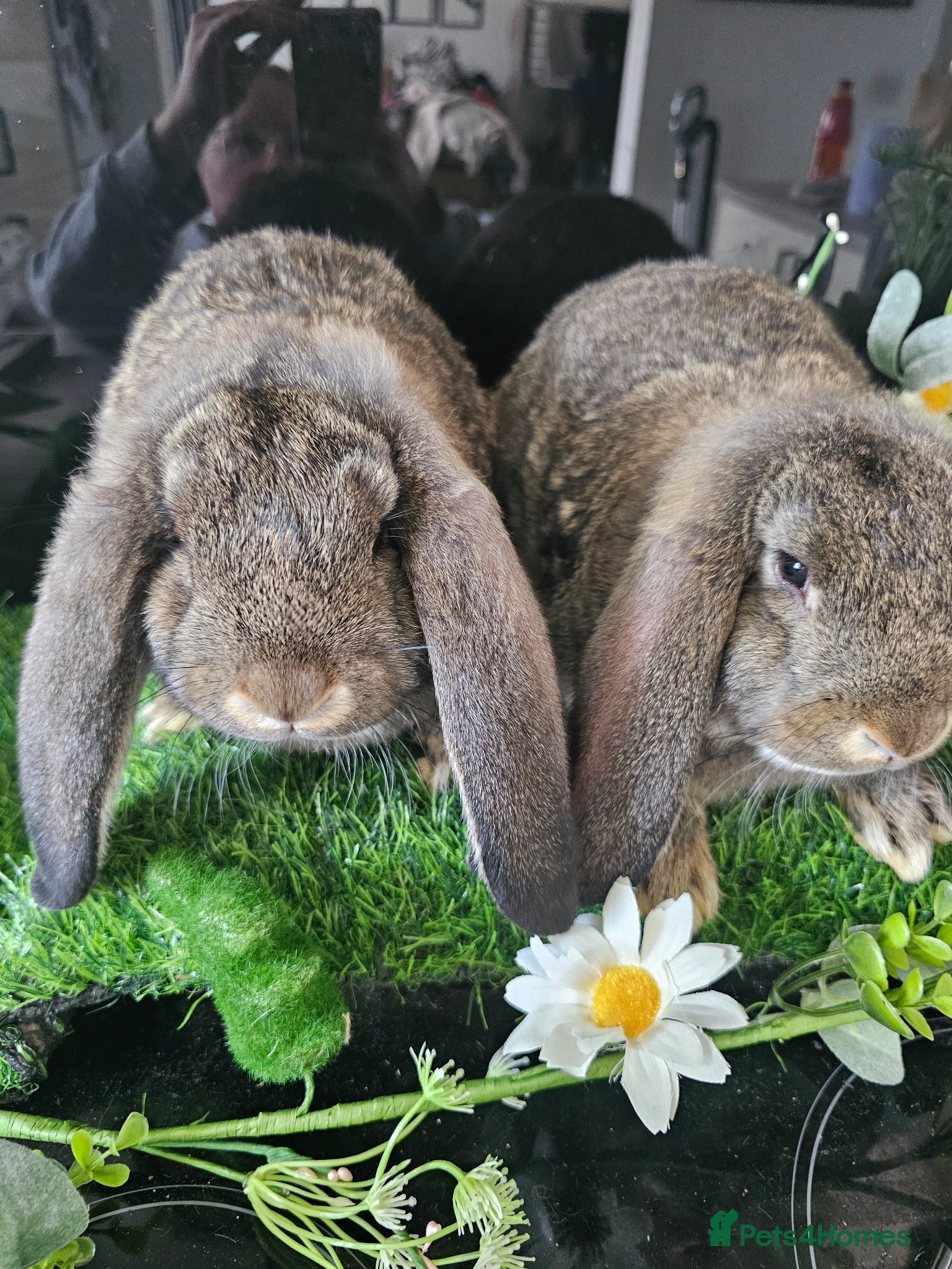 French Lop rabbits Vaccinated Giant French Lops - Advert 2