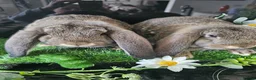 French Lop rabbits for sale: Vaccinated Giant French Lops - Advert 2