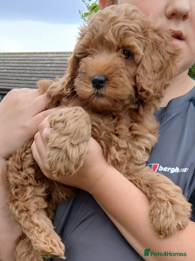 Labradoodle dogs Beautiful Labradoodle medium size  - Advert 7