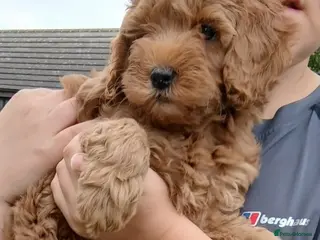 Labradoodle dogs Beautiful Labradoodle medium size - Advert 1