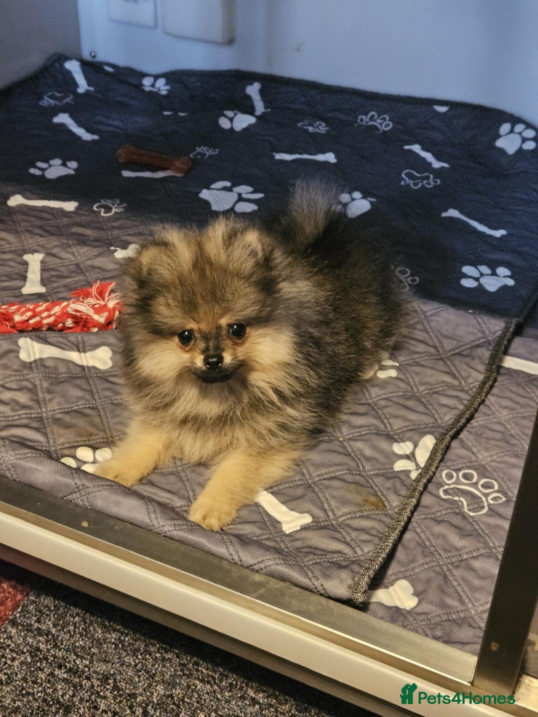 Pomeranian dogs for sale: READY NOW FULLY VACCINATED KC POMERANIAN PUPPY - Image 6