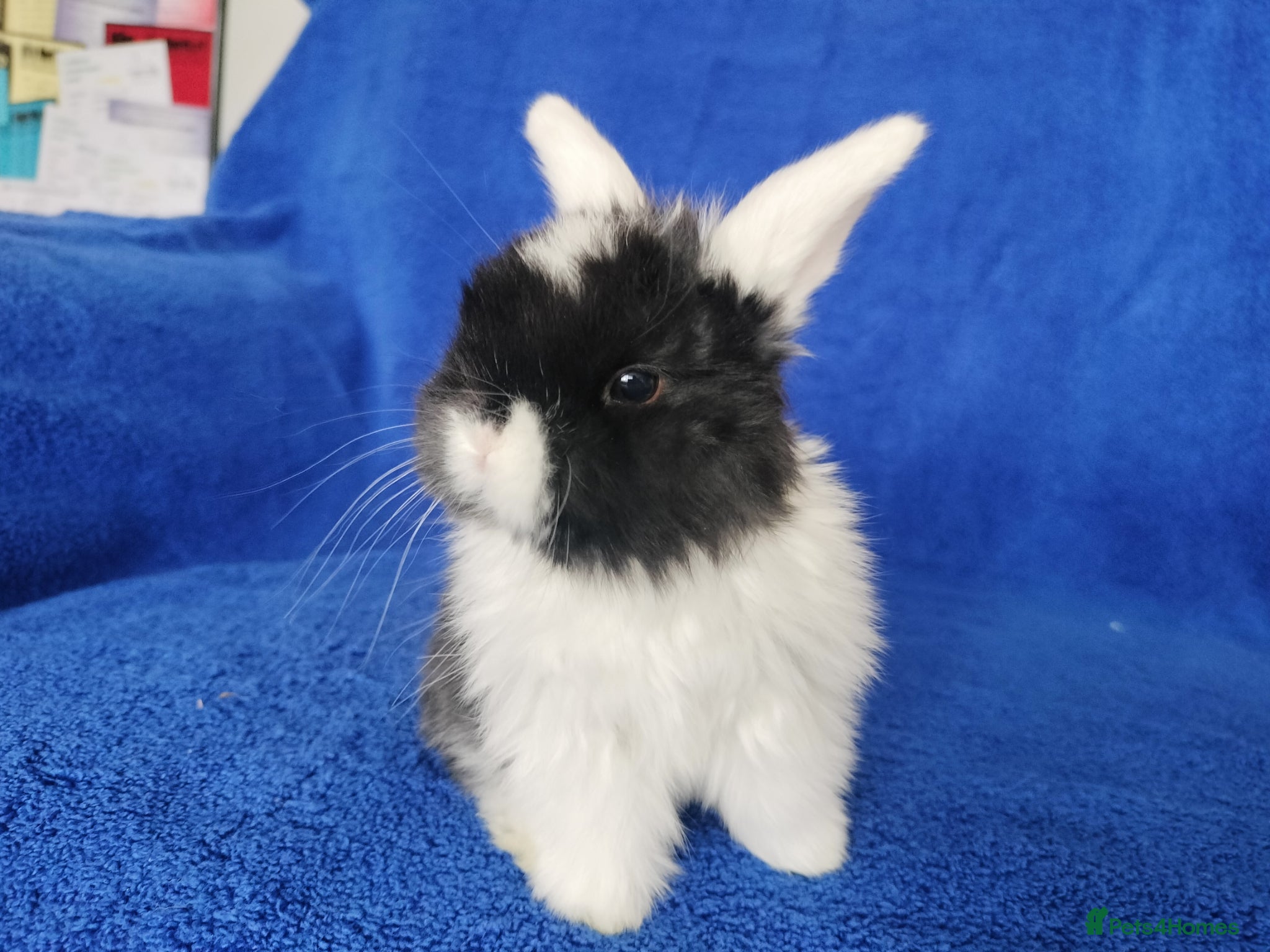 Mini Lop rabbits Baby mini lops for sale  - Advert 14