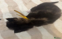 British Shorthair cats for sale: X2 female British shorthaired cross kittens - Image 5