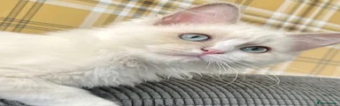 Ragdoll 1