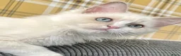 Ragdoll cats for sale: Lilac Mink Cherubim Ragdoll KittenTICA Registered - Advert 2