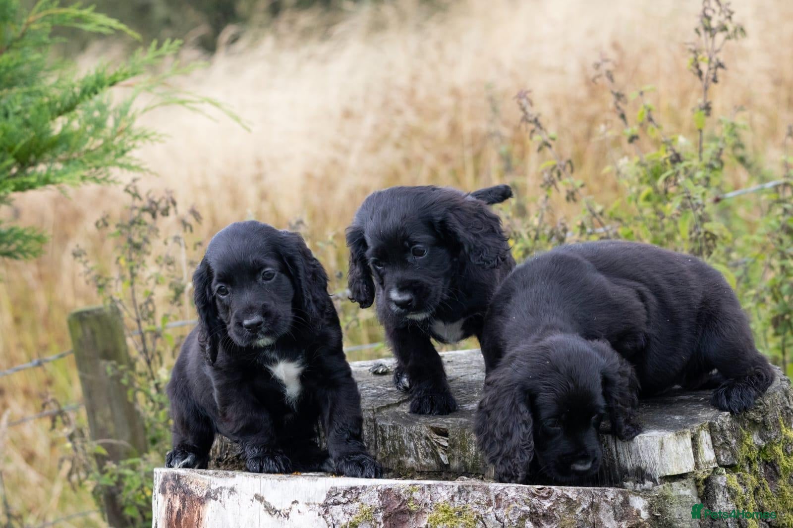 Cocker Spaniel dogs Stunning Black Cocker Puppies. Ready to leave 🌟 - Advert 2